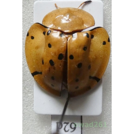 Cassidae sp. Philippines62d